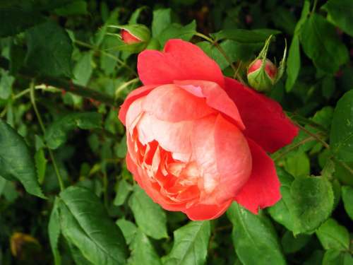 Rose Flower Garden Petal