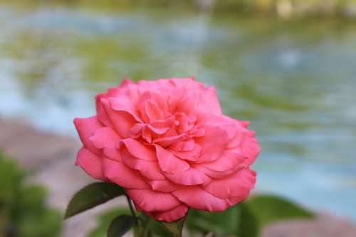 Rose Flower Pink Water Nature Garden Flora Love