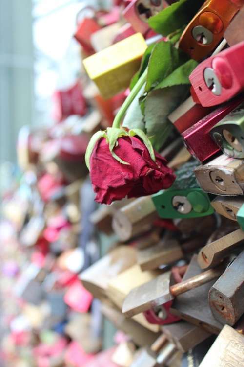 Rose Flower Faded Padlocks Love Locks Cologne