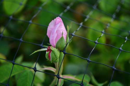 Rose Fence Pink Flower Nature Romantic White
