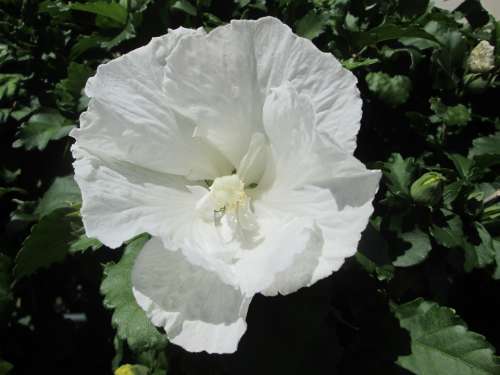 Rose Flower White Garden