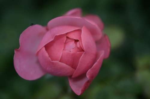 Rose Pink Plant Green Nature Leaves Natural