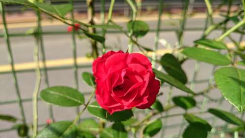 Rose Flower Green Color Plant Red Love