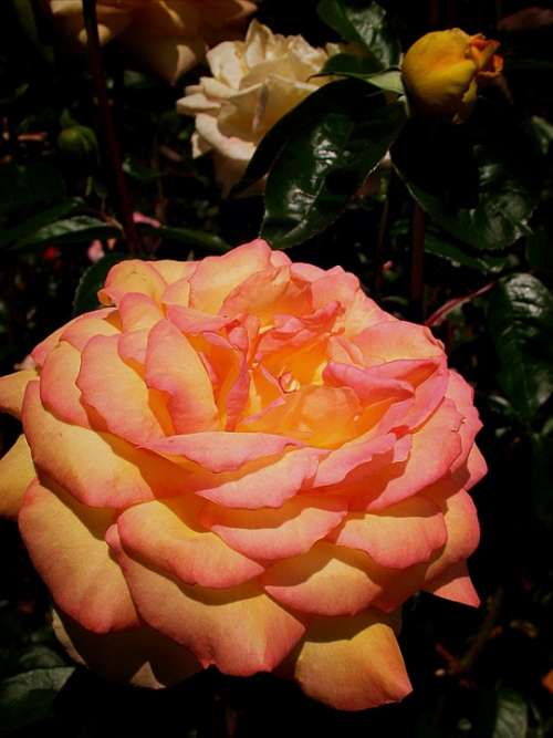 Rose Flower Pink-Orange Peach-Color