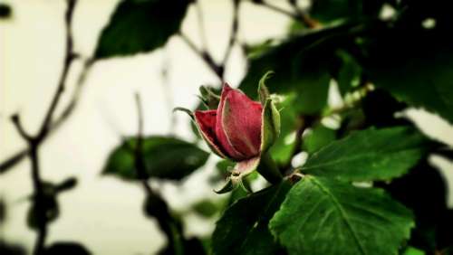 Rose Flower Plant Red