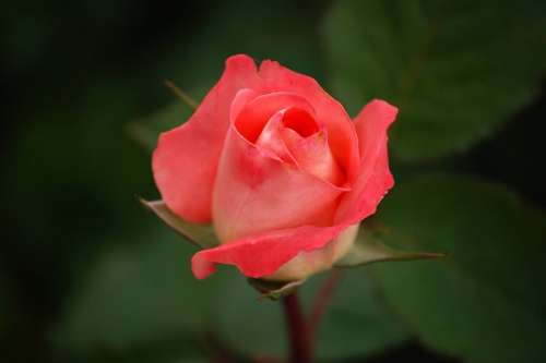 Rose Red Tea Rose Regatta Hybrid Bloom Flower
