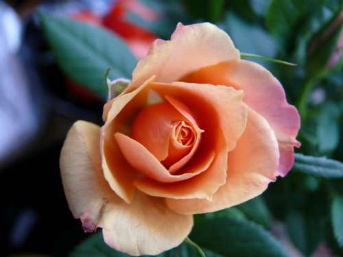 Rose Orange Petals Flora Plant Love Open Rose