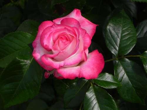 Rose Nostalgia Rose Floribunda Flower Bloom