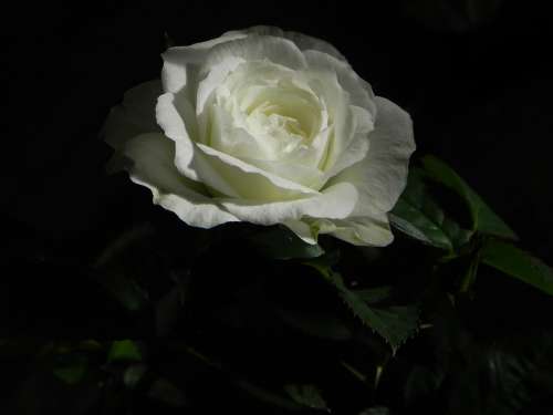 Rose White Flower Nature Flowers White Rose