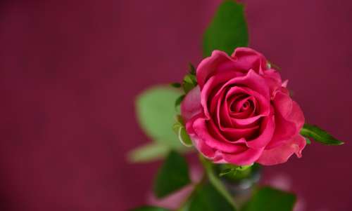 Rose Pink Love Rose Bloom Flower Romantic Blossom