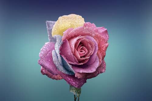 Rose Flower Love Romance Beautiful Beauty Bloom