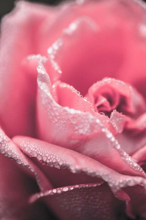Rose Close Up Pink Flower Floral Red Love