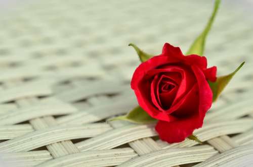Rose Red Rose Romantic Rose Bloom Beauty White