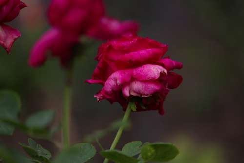 Rose Flower Rose Flower Romance Romantic Petals