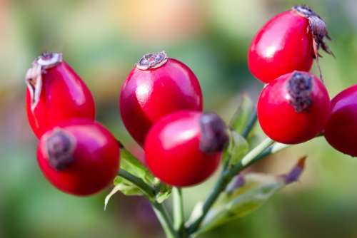 Rose Hip Canina Fruit Red Wild Rose Nature Plant