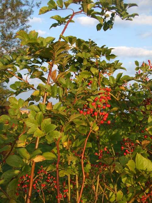 Rose Hip Bush Autumn