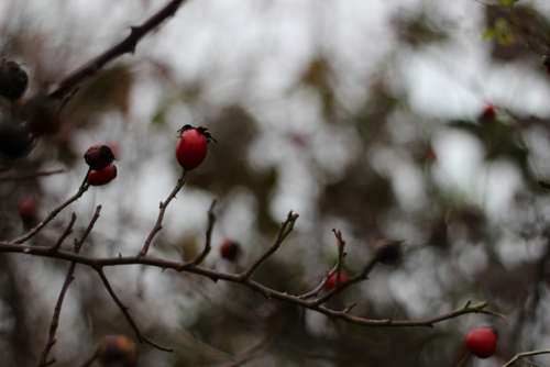 Rose Hips Autumn Red Brown Sad Hip Bush Plant