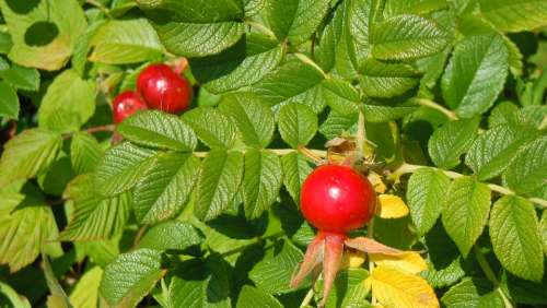 Rose Hips Berry Red Leaves Summer