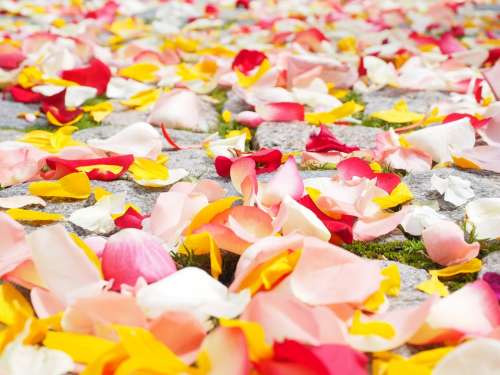 Rose Petals Petals Wedding Red Love Scatter Roses