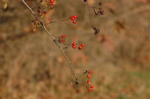 Rosehip Berry Forest Nature