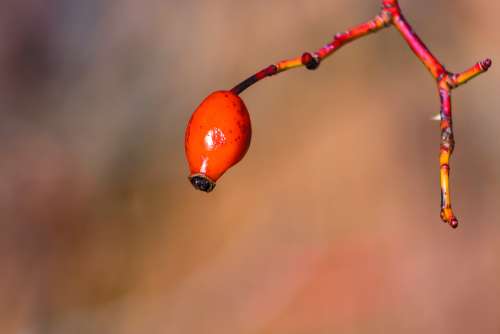 Rosehips Brian Red Roses Fruit Healthy Flora