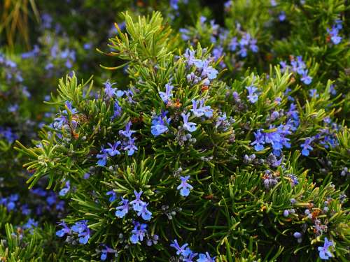 Rosemary Flowers Blue Violet Rosmarinus Officinalis