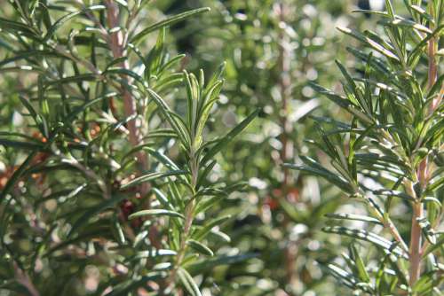 Rosemary Plant Herbs Spices Green Fresh Nature