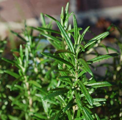 Rosemary Herbs Herb Cook Delicious Green Plant