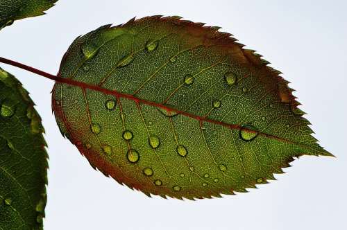 Rosenblatt Leaf Wasserperlen Wet Drip Macro