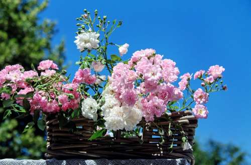 Roses Bouquet Of Roses Blossom Bloom Pink White