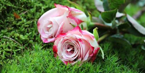 Roses Culture Roses Noble Roses Pink White