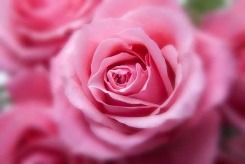 Roses Pink Flora Plant Tender Blur Blured Sharp