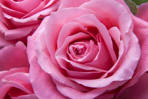 Roses Pink Flora Plant Tender Love Nature