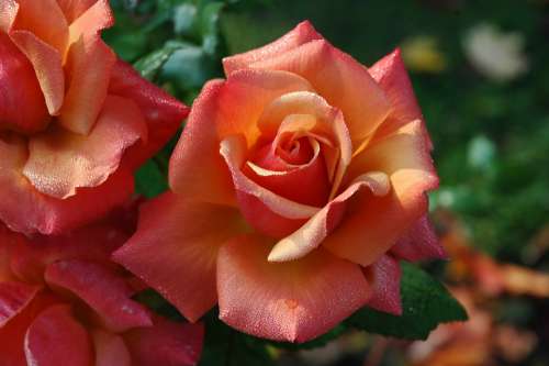 Roses Flowers Pink Orange Floral Love Romantic