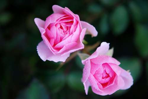 Roses Flower Nature Macro Pink Rose