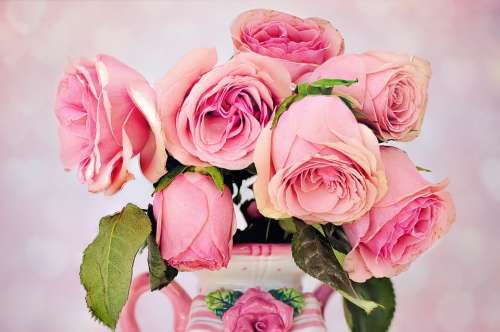 Roses Flowers Floral Love Petal Pink Vase