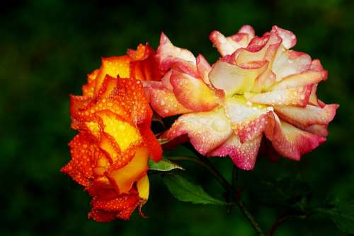 Roses Bloom Flower Colorful Summer Nature Plant