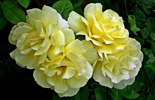 Roses Flowers Beauty Nature The Petals Summer