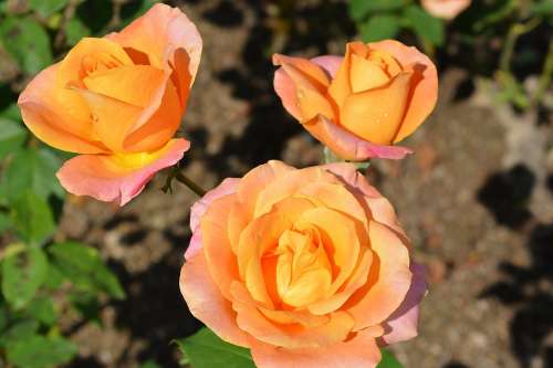 Roses Flowers Yellow Garden Nature