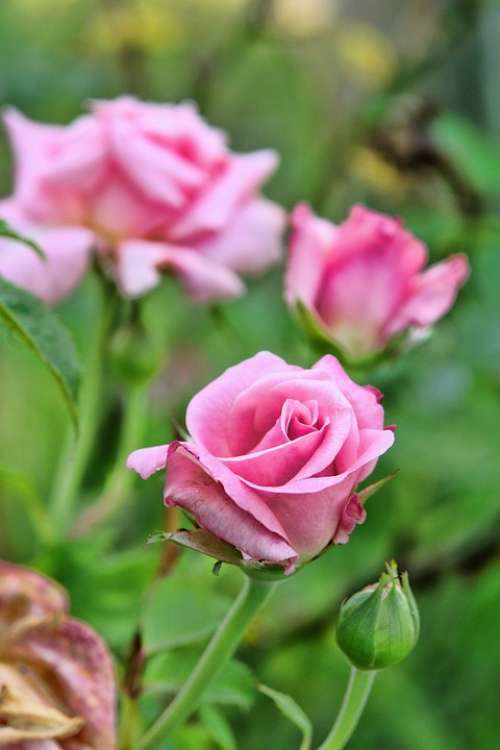 Roses Pink Flower Nature Floral Love Petal