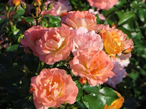 Roses Floral Flowers Plant Romantic Blossom