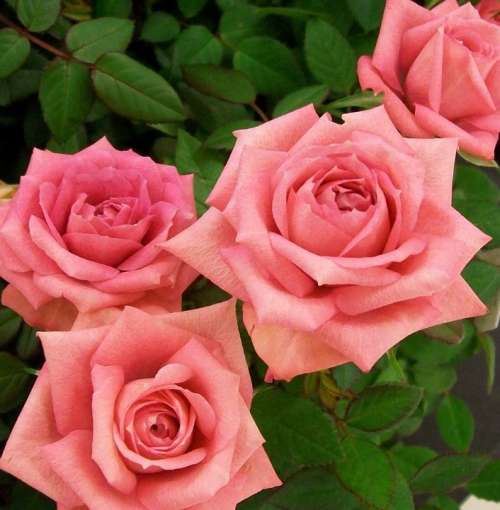 Roses Pink Romance Bloom Flowers