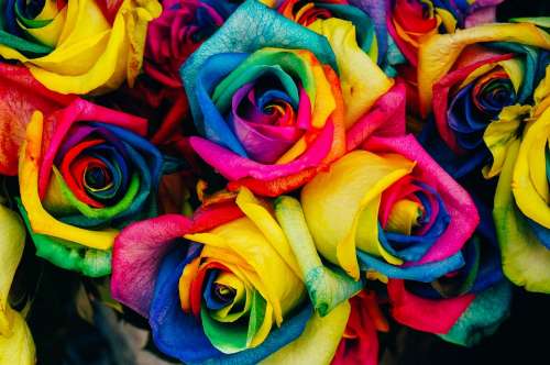 Roses Colored Tinted Colorful Artificial Flowers