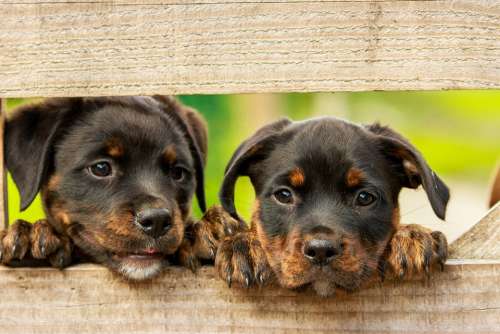 Rottweiler Puppy Dog Dogs Cute Animal Animals