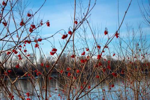 Rowanberries Berries Nature Autumn Fruits Close Up