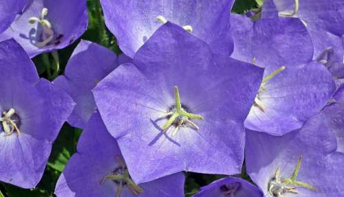 Rozwar Flowers Blue Closeup Nature Garden