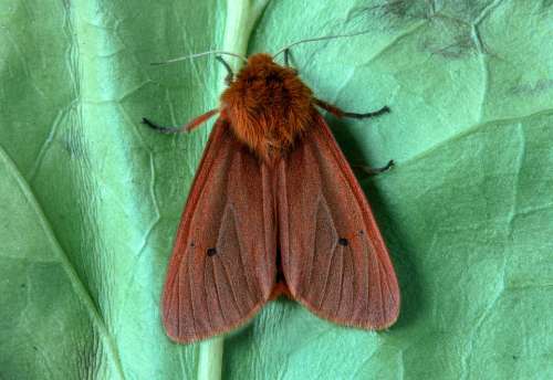Ruby Tiger Moth Macro Insect Lepidoptera Wing