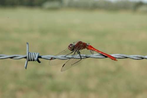 Ruddy Darter Dragonfly Macro Insect Nature