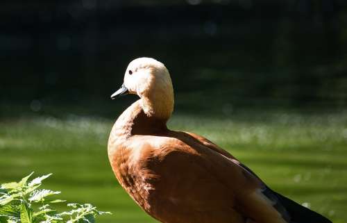 Rust Goose Goose Bird Poultry Meadow Animal