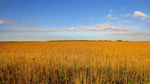 Rye Wheat Kolos Spikes Sky Field Arable Land